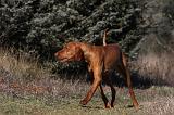 VIZSLA poil court 031